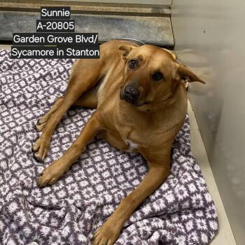 Sunni -  Shepherd and Mixed Breed Dog for Adoption in Westminster, California - Sunni | PetCurious
