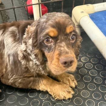 Hoover -  Cocker Spaniel Dog for Adoption in Hartland, Wisconsin - Hoover | PetCurious
