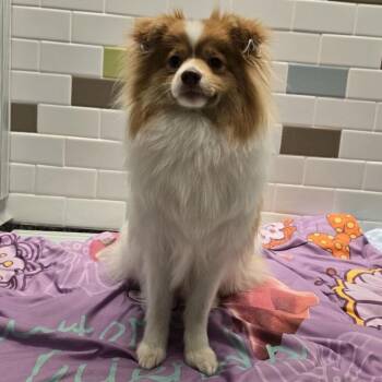 Cindy -  Mixed Breed Dog for Adoption in Wantagh, New York - Cindy | PetCurious
