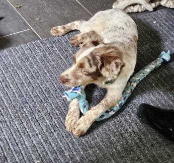 Dusk -  Australian Shepherd Dog for Adoption in Waunakee, Wisconsin - Dusk | PetCurious