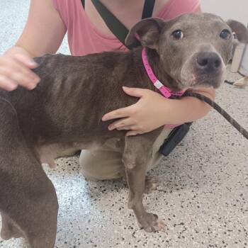 Marine -  American Staffordshire Terrier and Mixed Breed Dog for Adoption in Hattiesburg, Mississippi - Marine | PetCurious