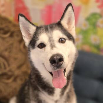 Twister -  Siberian Husky Dog for Adoption in Normal, Illinois - Twister | PetCurious