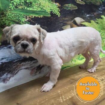 Sarah -  Shih Tzu Dog for Adoption in Normal, Illinois - Sarah | PetCurious