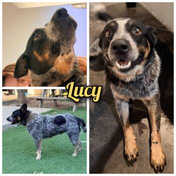 Lucy -  Australian Cattle Dog Blue Heeler Dog Available for Adoption in Bastrop, Texas - Lucy | PetCurious