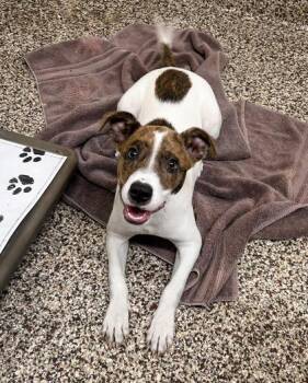 Reba -  Pit Bull Terrier and Mixed Breed Dog for Adoption in Westland, Michigan - Reba | PetCurious