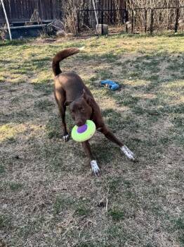 Shepherd Dogs Available for Adoption - Boone | PetCurious