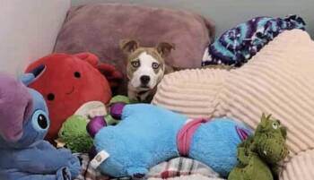 Rescue Terrier Dogs for Adoption in Annapolis, Maryland - April | PetCurious