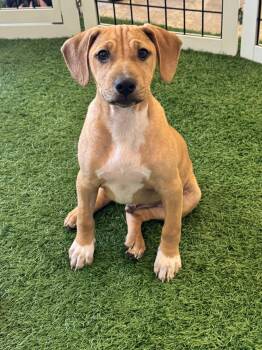 Zack -  Hound and Black Mouth Cur Dog for Adoption in Sanford, Florida - Zack | PetCurious