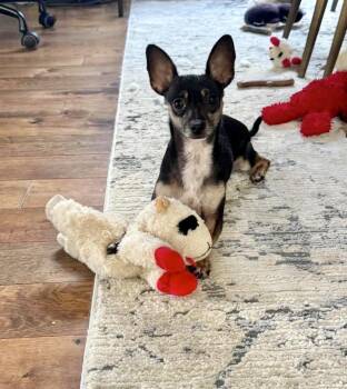 Myla -  Chihuahua Dog for Adoption in Milton, Florida - Myla | PetCurious