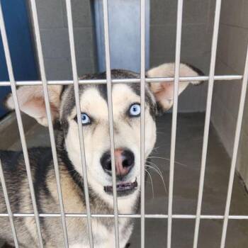 Barnaby -  Corgi and Husky Dog for Adoption in Kingman, Arizona - Barnaby | PetCurious