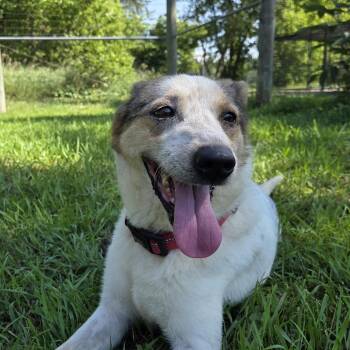 Demi -  Australian Cattle Dog Blue Heeler Dog for Adoption in Park Rapids, Minnesota - Demi | PetCurious