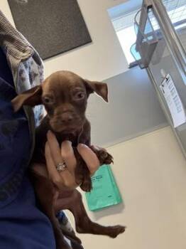 Ace -  Pit Bull Terrier and Mixed Breed Dog for Adoption in Pequot Lakes, Minnesota - Ace | PetCurious