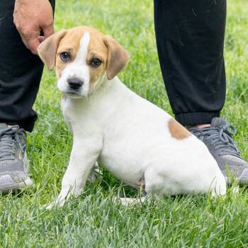 Saint Bernard and Beagle Dogs Available for Adoption in West Grove, Pennsylvania - Monopoly  (Male)    Avail  5/23 | PetCurious