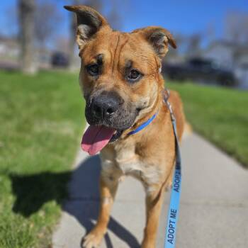 Pit Bull Terrier Dogs Available for Adoption in Fargo, North Dakota - Brennan Huff | PetCurious