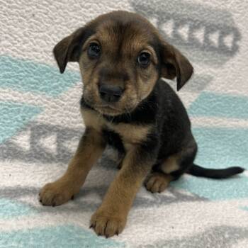 Rescue Mixed Breed Dogs for Adoption in Beaumont, Texas - Stuffin' | PetCurious