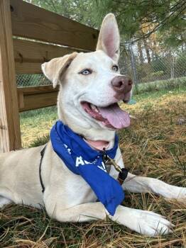 Rescue Siberian Husky and Mixed Breed Dogs for Adoption in Morristown, New Jersey - Madeline | PetCurious