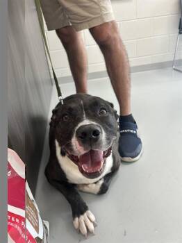CAPTAIN -  Staffordshire Bull Terrier and Mixed Breed Dog for Adoption in Ocala, Florida - CAPTAIN | PetCurious