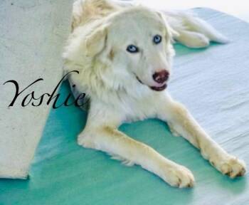 Yoshie -  Great Pyrenees Dog for Adoption - Yoshie | PetCurious
