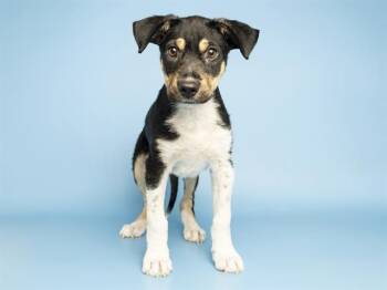 JERRY -  German Shepherd Dog and Mixed Breed Dog for Adoption in Phoenix, Arizona - JERRY | PetCurious