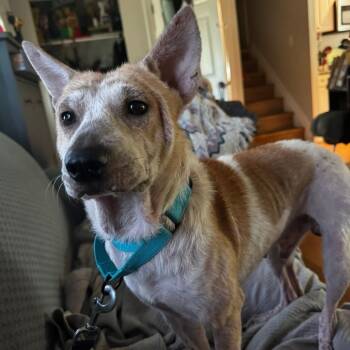 Rescue Mixed Breed Dogs for Adoption in Fredericksburg, Virginia - Dad Bod | PetCurious