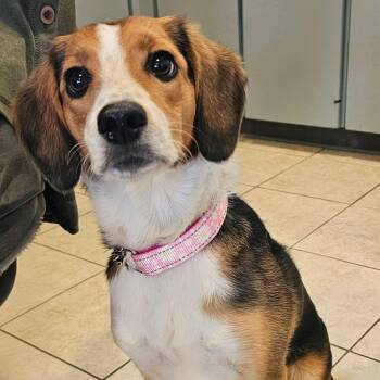 Samantha  -  Beagle Dog Available for Adoption in Sparta, Wisconsin - Samantha  | PetCurious
