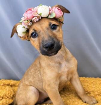 Bubbles -  German Shepherd Dog Dog for Adoption in Foley, Alabama - Bubbles | PetCurious