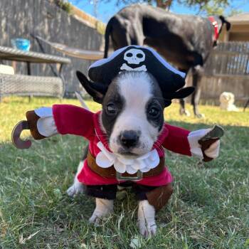 Potential Potato -  Beagle and Hound Dog for Adoption in Austin, Texas - Potential Potato | PetCurious