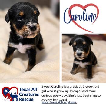 Caroline -  Terrier Dog for Adoption in Alvarado, Texas - Caroline | PetCurious