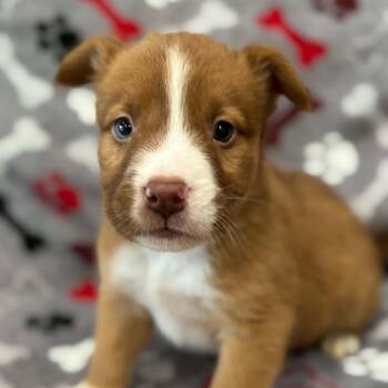 Boy 3 -  Cattle Dog and Mixed Breed Dog for Adoption in Fairfax Station, Virginia - Boy 3 | PetCurious