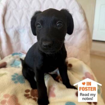 Labrador Retriever Dogs Available for Adoption in Kanab, Utah - Pac-Man | PetCurious