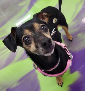 Rescue Chiweenie Dogs for Adoption in Anna, Illinois - Beau | PetCurious