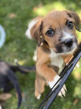 Irish Terrier Dogs Available for Adoption in Hillsborough, North Carolina - Reba | PetCurious