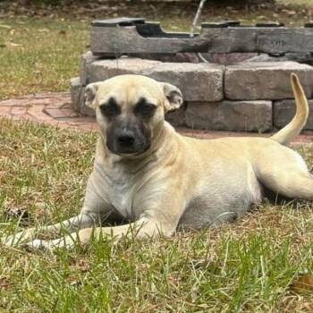 Terrier Dogs Available for Adoption in Columbia, South Carolina - Margarita | PetCurious