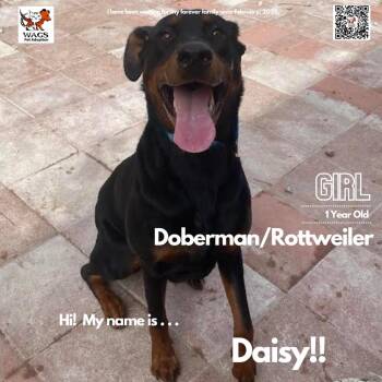 Doberman Pinscher and Rottweiler Dogs Available for Adoption - Daisy | PetCurious