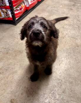 Mixed Breed Dogs Available for Adoption - Finn | PetCurious