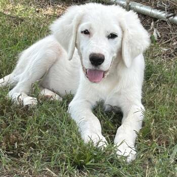 Dutchess -  Great Pyrenees Dog for Adoption in Okolona, Mississippi - Dutchess | PetCurious