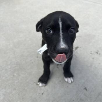 Pabst Blue Ribbon -  Pit Bull Terrier Dog for Adoption in Matteson, Illinois - Pabst Blue Ribbon | PetCurious