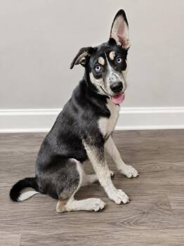 Lady -  Husky Dog for Adoption in Murray, Kentucky - Lady | PetCurious