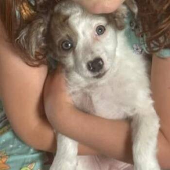 Australian Shepherd and Mixed Breed Dogs Available for Adoption in Chaska, Minnesota - Tena | PetCurious
