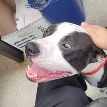 Mixed Breed Dogs Available for Adoption in Columbus, Georgia - 05/29/2026-Owned-AltheaDrive"Piper" | PetCurious