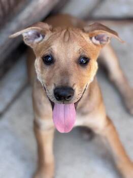 Rescue Australian Cattle Dog Blue Heeler and German Shepherd Dog Dogs for Adoption in Irvine, California - Dana | PetCurious