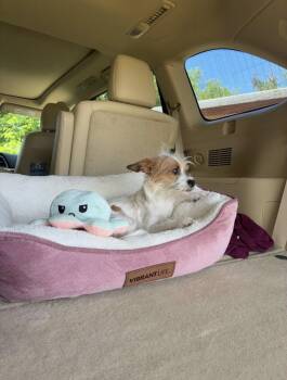 Chihuahua Dogs Available for Adoption in Sunset Valley, Texas - Pixie | PetCurious