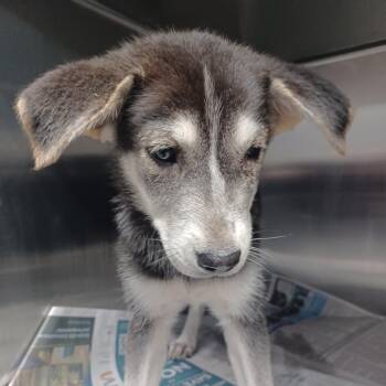 Beau -  Shepherd and Husky Dog for Adoption in Hattiesburg, Mississippi - Beau | PetCurious