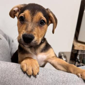 Karlsson -  Mixed Breed Dog for Adoption in Las Vegas, Nevada - Karlsson | PetCurious