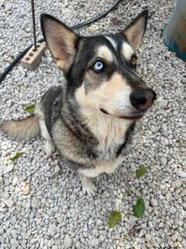 Sasha -  Siberian Husky Dog for Adoption in San Antonio, Texas - Sasha | PetCurious