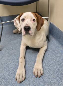 Boxer and Beagle Dogs Available for Adoption in Suffolk, Virginia - Joel  | PetCurious