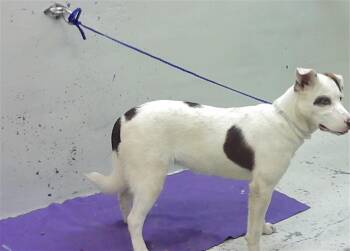 American Staffordshire Terrier and Mixed Breed Dogs Available for Adoption in Houston, Texas - A2077987 | PetCurious