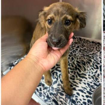 Australian Shepherd Dogs Available for Adoption - Mouse | PetCurious