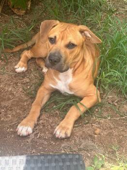 Rescue Labrador Retriever Dogs for Adoption in Charlotte, North Carolina - Jax | PetCurious