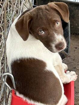 Meredith from The Office -  English Foxhound and Labrador Retriever Dog for Adoption in Okolona, Mississippi - Meredith From The Office | PetCurious